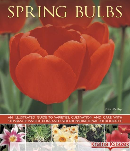 Spring Bulbs Mchoy Peter 9781780193076 Southwater Publishing - książka