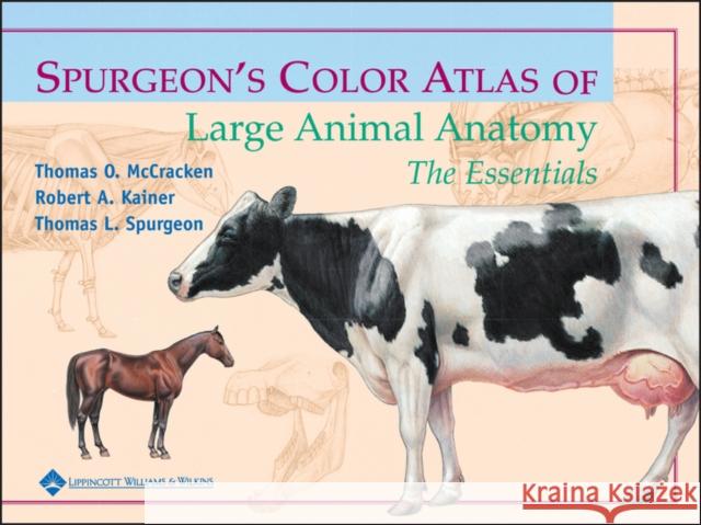 Spurgeon's Color Atlas of Large Animal Anatomy: The Essentials McCracken, Thomas O. 9780683306736  - książka