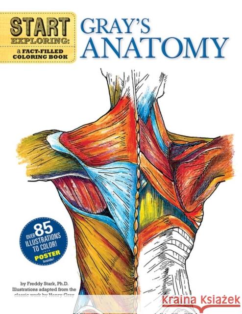 Start Exploring: Gray's Anatomy: A Fact-Filled Coloring Book Freddy Stark 9780762440733 Running Press,U.S. - książka