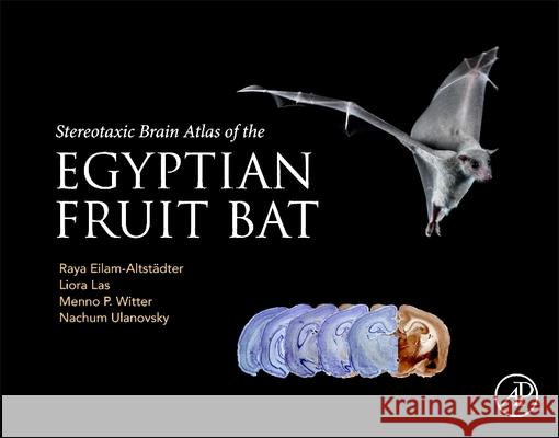 Stereotaxic Brain Atlas of the Egyptian Fruit Bat Raya Eilam-Altstadter Liora Las Menno Witter 9780323996129 Academic Press - książka