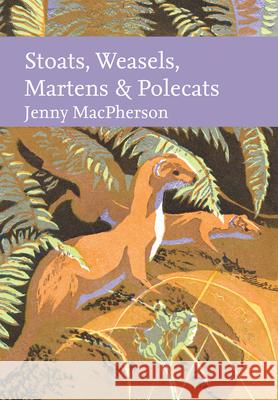 Stoats, Weasels, Martens and Polecats Jenny MacPherson 9780008334932 HarperCollins Publishers - książka