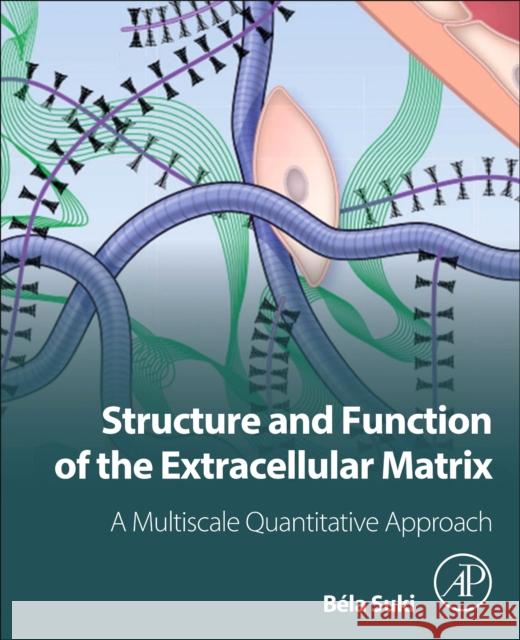 Structure and Function of the Extracellular Matrix: A Multiscale Quantitative Approach Bela Suki 9780128197165 Academic Press - książka