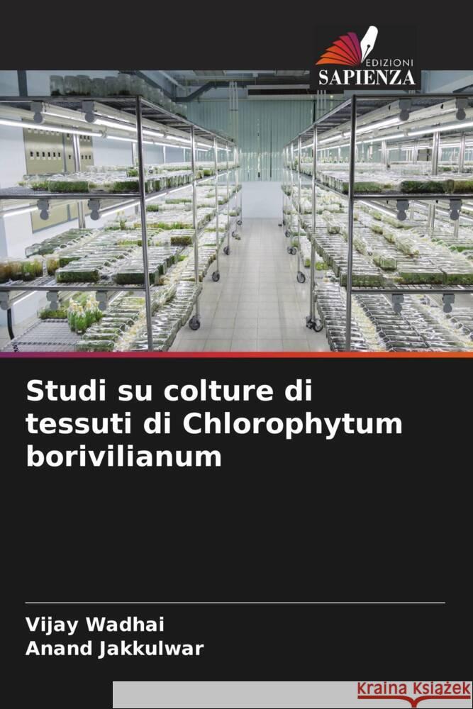 Studi su colture di tessuti di Chlorophytum borivilianum Vijay Wadhai Anand Jakkulwar 9786207177653 Edizioni Sapienza - książka