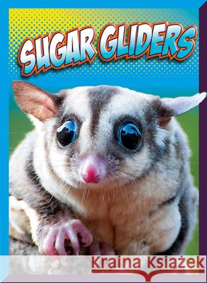 Sugar Gliders Marysa Storm 9781645825944 Black Rabbit Books - książka