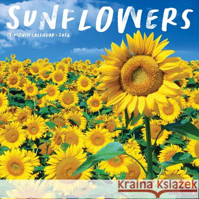 Sunflowers 2026 12 X 12 Wall Calendar Willow Creek Press 9781549252907 Wlcp - książka