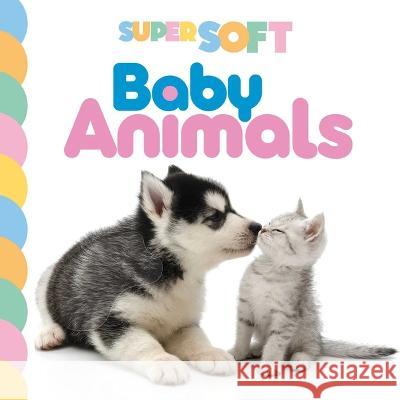 Super Soft Baby Animals: Photographic Touch & Feel Board Book Igloobooks                               Dgph Studio 9781801087940 Igloo Books - książka