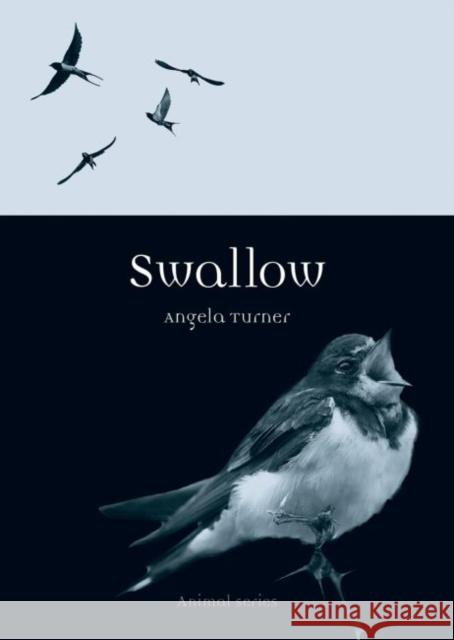 Swallow Angela Turner 9781780234915 Reaktion Books - książka