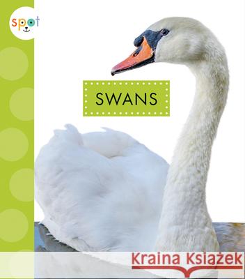 Swans Lisa Amstutz 9781645491019 Amicus - książka