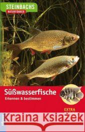 Süßwasserfische : Entdecken und erkennen. Mit Download für's iPhone & Smartphone Hartmann, Uwe Steinbach, Gunter  9783800159369 Ulmer (Eugen) - książka