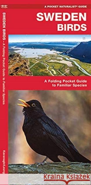 Sweden Birds: A Folding Pocket Guide to Familiar Species Waterford Press Waterford Press 9781620053508 Waterford Press Ltd - książka