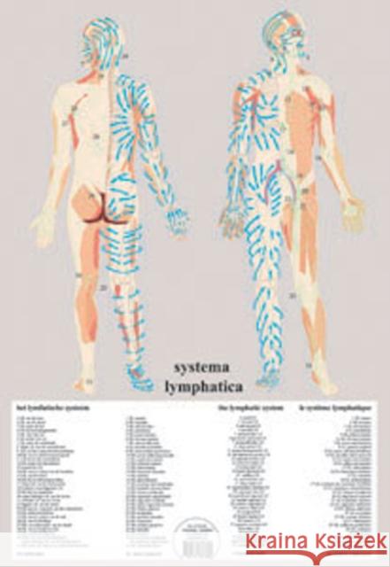 Systema Lymphatica -- A2 Jan van Baarle 9789079887880 Jan Van Baarle - książka