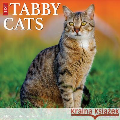 Tabby Cats 2026 12 X 12 Wall Calendar Willow Creek Press 9781549252938 Wlcp - książka