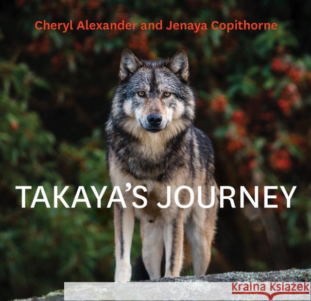 Takaya's Journey  9781771604895 Rocky Mountain Books Incorporated - książka
