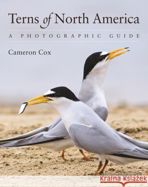 Terns of North America: A Photographic Guide Cameron Cox 9780691161877 Princeton University Press - książka