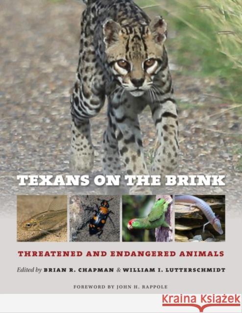 Texans on the Brink: Threatened and Endangered Animals Brian R. Chapman William I. Lutterschmidt John H. Rappole 9781623497316 Texas A&M University Press - książka