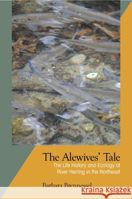 The Alewives' Tale: The Life History and Ecology of River Herring in the Northeast Brennessel, Barbara 9781625341051 University of Massachusetts Press - książka