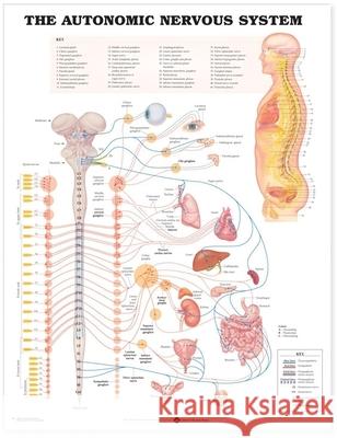 The Autonomic Nervous System Anatomical Chart   9781587790027  - książka