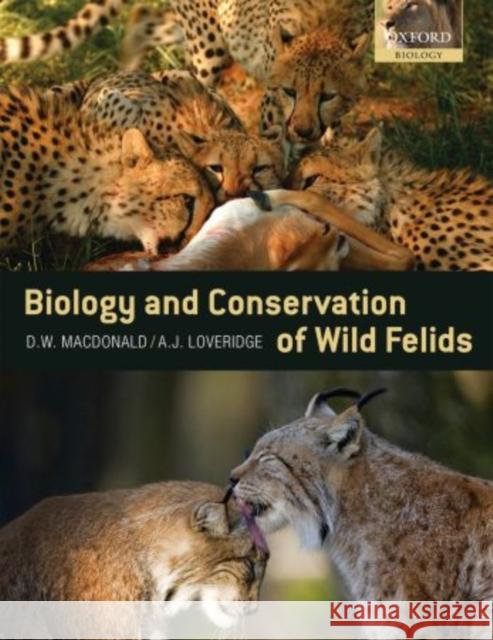 The Biology and Conservation of Wild Felids  Macdonald 9780199234448  - książka