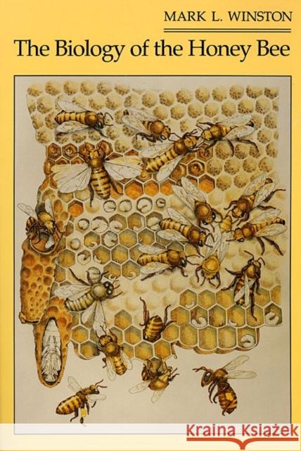 The Biology of the Honey Bee Mark L. Winston 9780674074095 Harvard University Press - książka