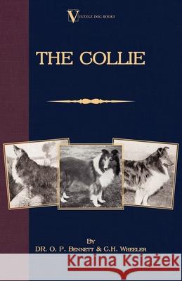 The Collie Bennett, O. P. 9781846640124 Vintage Dog Books - książka