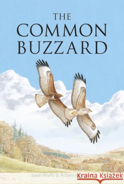 The Common Buzzard Sean Walls Robert Kenward Alan Harris 9781472972088 T & Ad Poyser - książka