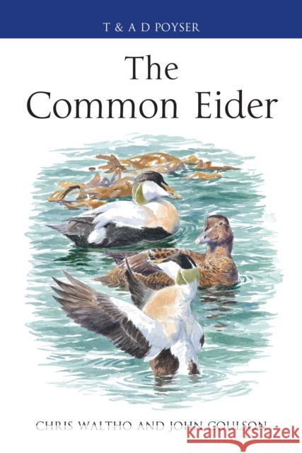 The Common Eider Chris Waltho John C. Coulson 9781408125328 A&C Black - książka