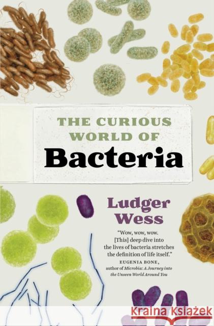 The Curious World of Bacteria Ludger Wess 9781771648257 Greystone Books - książka