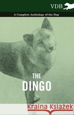 The Dingo - A Complete Anthology of the Dog - Various 9781445525945 Vintage Dog Books - książka