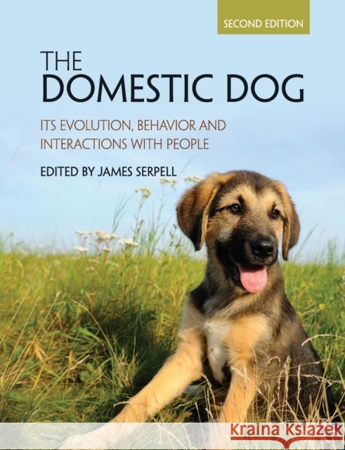 The Domestic Dog: Its Evolution, Behavior and Interactions with People James Serpell 9781107699342 Cambridge University Press - książka