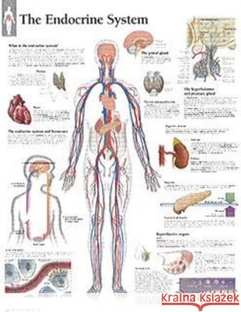 The Endocrine System Chart: Wall Chart  9781932922110 SCIENTIFIC PUBLISHING - książka