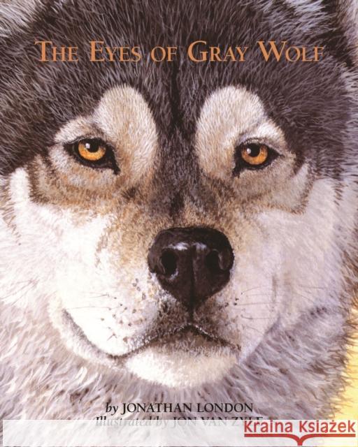 The Eyes of Gray Wolf Jonathan London Jon Va 9781943328727 Westwinds Press - książka