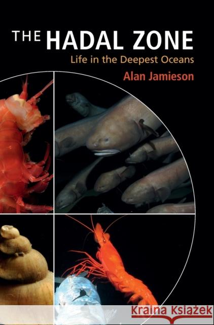 The Hadal Zone: Life in the Deepest Oceans Jamieson, Alan 9781107016743 CAMBRIDGE UNIVERSITY PRESS - książka