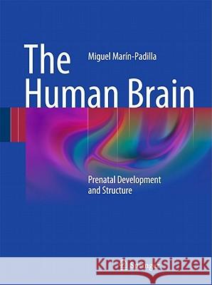 The Human Brain: Prenatal Development and Structure Marín-Padilla, Miguel 9783642147234 Springer - książka