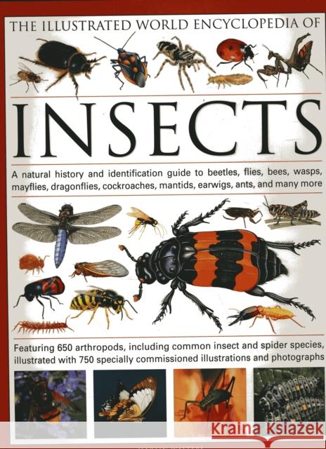 The Illustrated World Encyclopaedia of Insects: A Natural History and Identification Guide to Beetles, Flies, Bees Wasps, Springtails, Mayflies, Stoneflies, Dragonflies, Damselflies, Cockroaches, Mant Martin Walters 9780754819097 Anness Publishing - książka