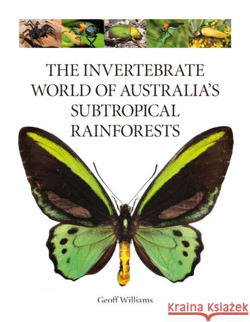 The Invertebrate World of Australia's Subtropical Rainforests Williams, Geoff 9781486312917 CSIRO Publishing - książka