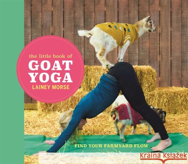 The Little Book of Goat Yoga: Find Your Farmyard Flow Lainey Morse 9781473698499 Hodder & Stoughton - książka