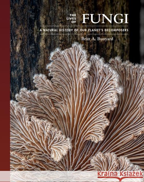 The Lives of Fungi: A Natural History of Our Planet's Decomposers Britt Bunyard 9780691229843 Princeton University Press - książka
