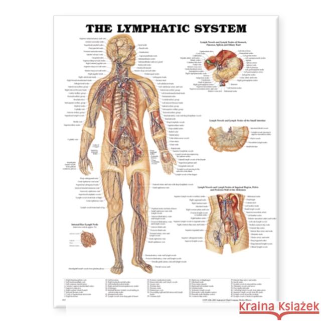 The Lymphatic System Anatomical Chart  Anatomical Chart Company 9781587790256  - książka