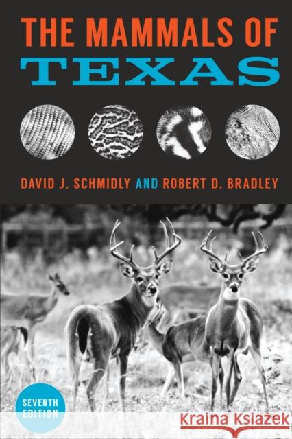 The Mammals of Texas David J. Schmidly Robert D. Bradley 9781477308868 University of Texas Press - książka