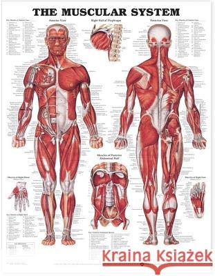 The Muscular System Anatomical Chart   9781587796838  - książka