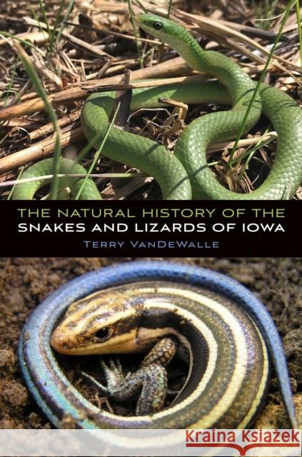 The Natural History of the Snakes and Lizards of Iowa Terry Vandewalle 9781609388379 University of Iowa Press - książka