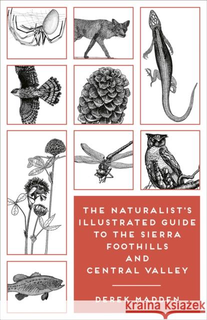 The Naturalist's Illustrated Guide to the Sierra Foothills and Central Valley Derek Madden Ken Charters Cathy Snyder 9781597144865 Heyday Books - książka