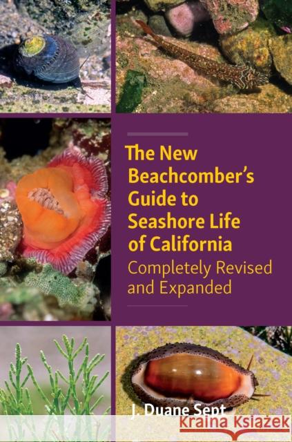 The New Beachcomber's Guide to Seashore Life of California: Completely Revised and Expanded Sept, J. Duane 9781990776076 Harbour Publishing - książka