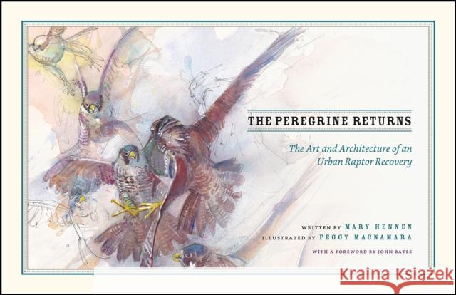 The Peregrine Returns: The Art and Architecture of an Urban Raptor Recovery Mary Hennen Peggy MacNamara 9780226465425 University of Chicago Press - książka