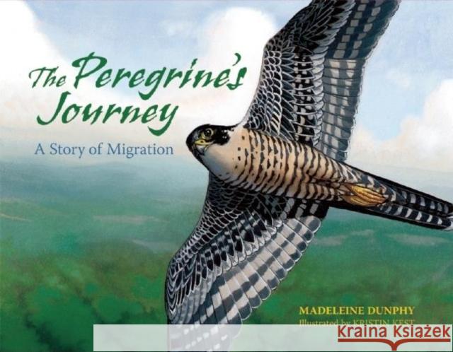 The Peregrine's Journey: A Story of Migration Madeleine Dunphy Kristin Kest 9780977753925 Web of Life Children's Books - książka