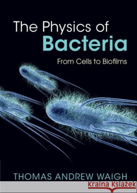 The Physics of Bacteria: From Cells to Biofilms Thomas Andrew (University of Manchester) Waigh 9781009313520 Cambridge University Press - książka