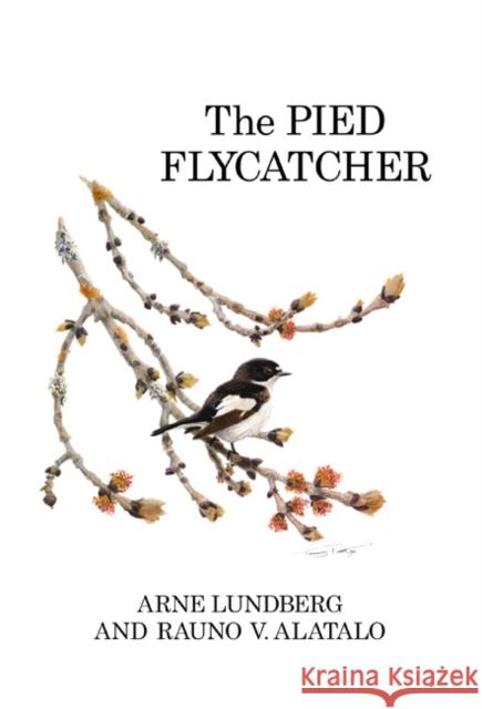 The Pied Flycatcher Arne Lundberg, Rauno V. Alatalo 9781408137802 Bloomsbury Publishing PLC - książka