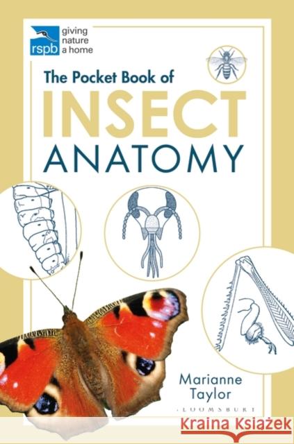 The Pocket Book of Insect Anatomy Marianne Taylor 9781472976871 Bloomsbury Publishing PLC - książka