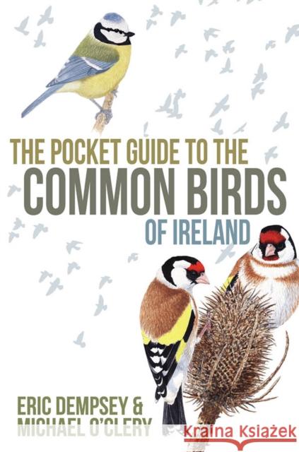 The Pocket Guide to the Common Birds of Ireland Eric Dempsey 9780717151097 Gill - książka