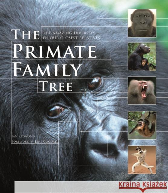 The Primate Family Tree: The Amazing Diversity of Our Closest Relatives Ian Redmond 9781554079643 Firefly Books - książka